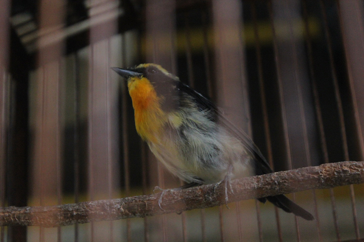 Narcissus flycatcher (Ficedula narcissina)