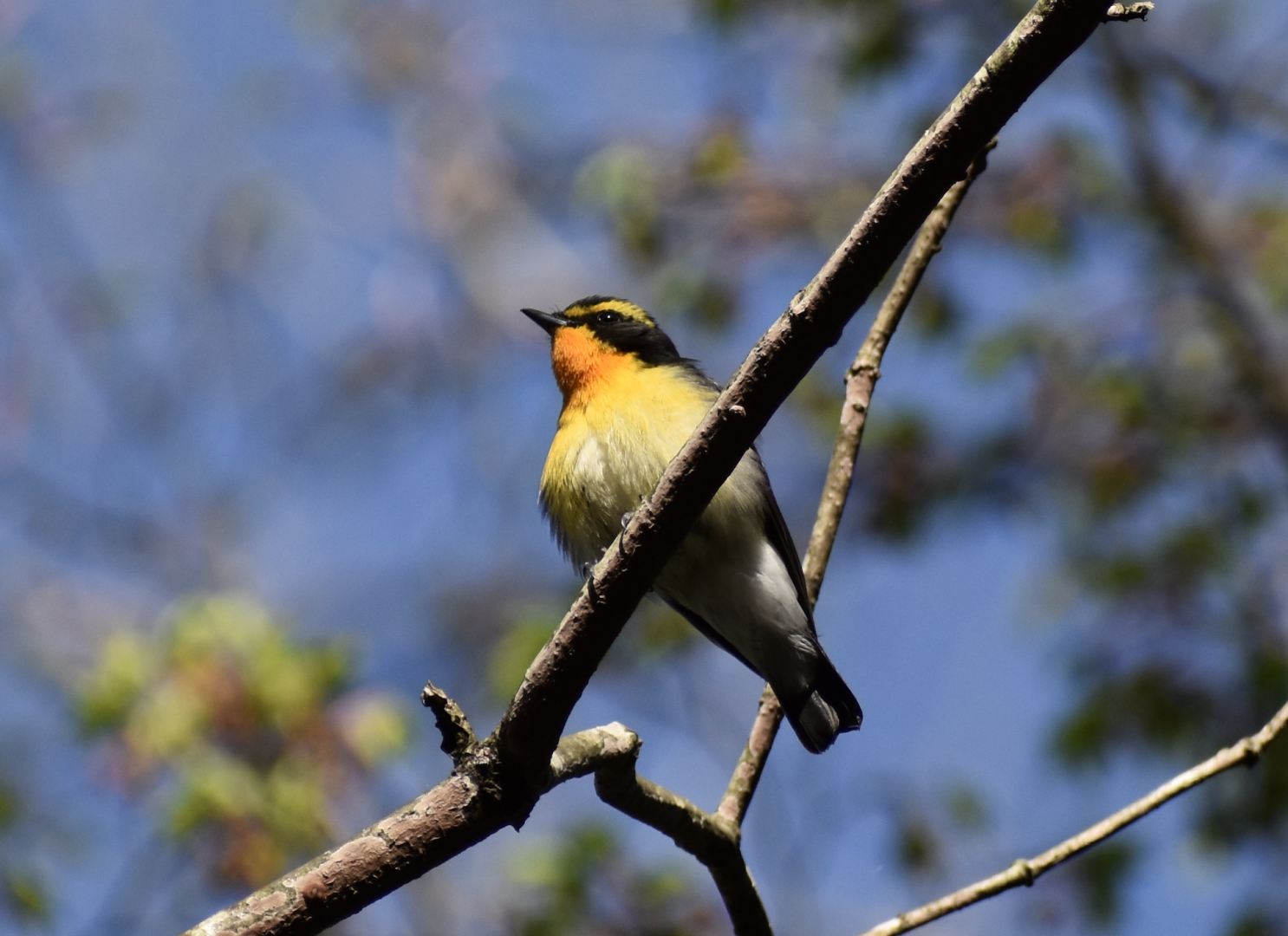 Narcissus Flycatcher ~ Karuizawa