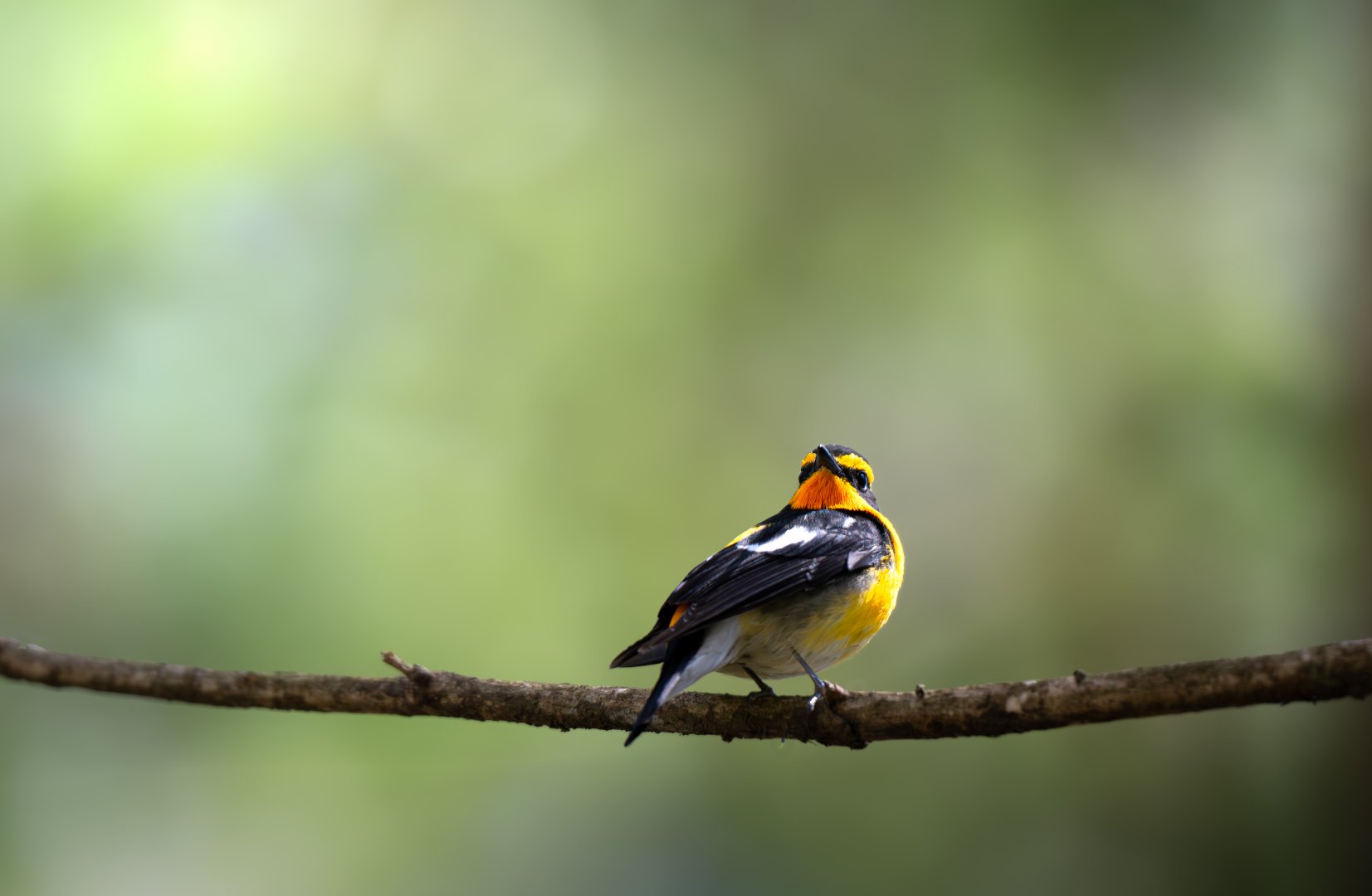 Narcissus Flycatcher ~ Karuizawa
