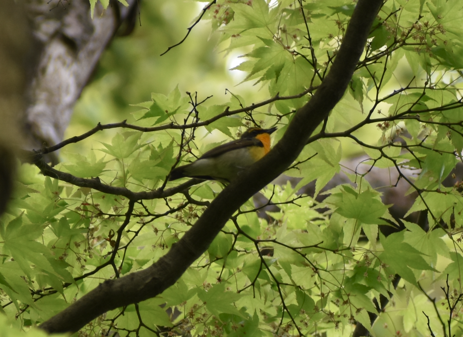 Narcissus Flycatcher ~ Meiji Jingu Shrine