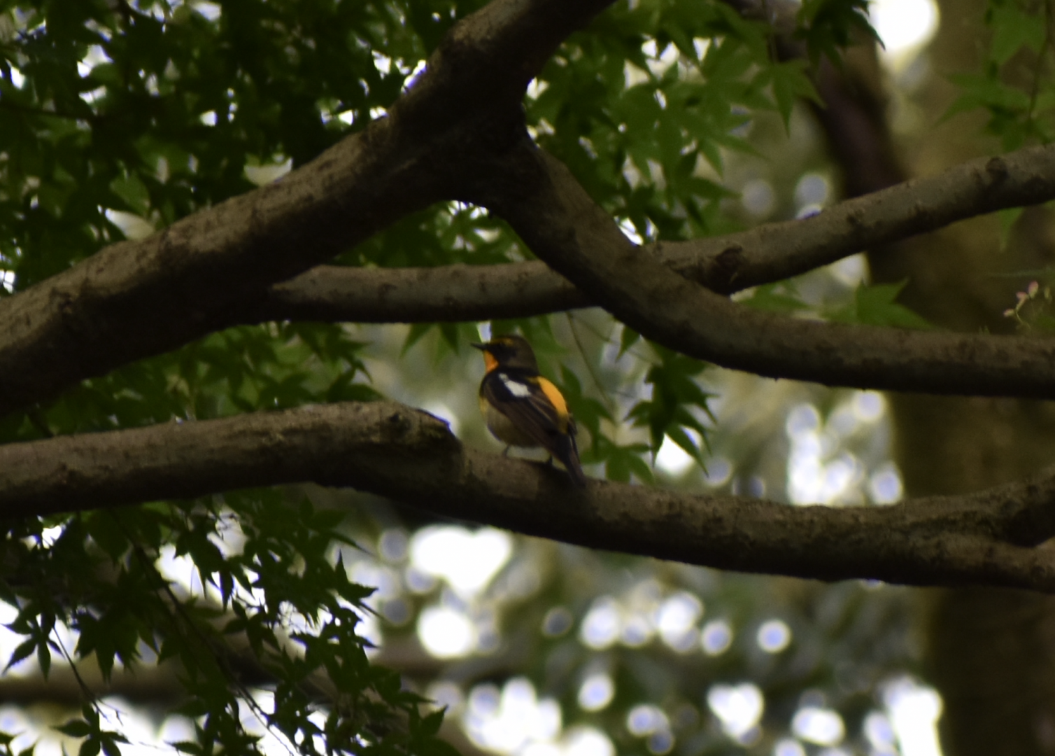 Narcissus Flycatcher ~ Meiji Jingu Shrine