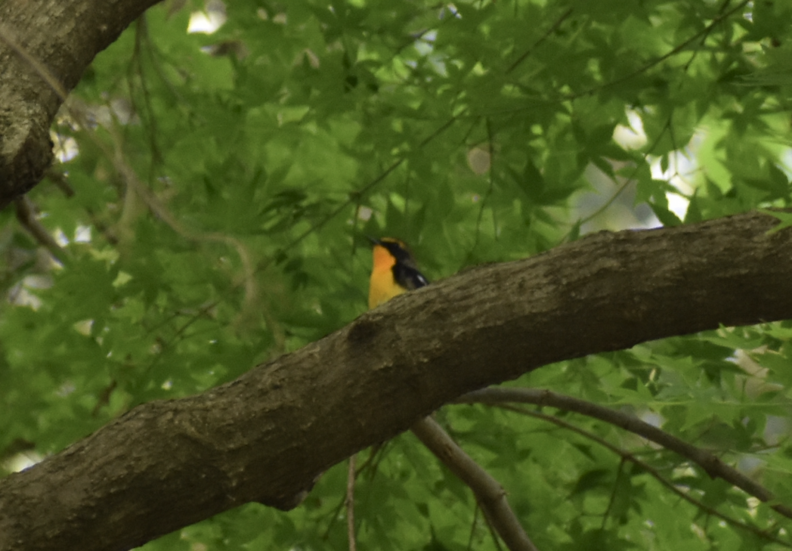 Narcissus Flycatcher ~ Meiji Jingu Shrine