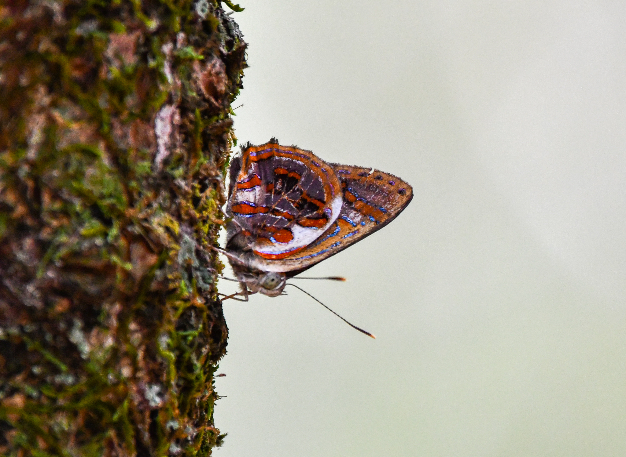 Narcissus Jewel, Hypochrysops narcissus