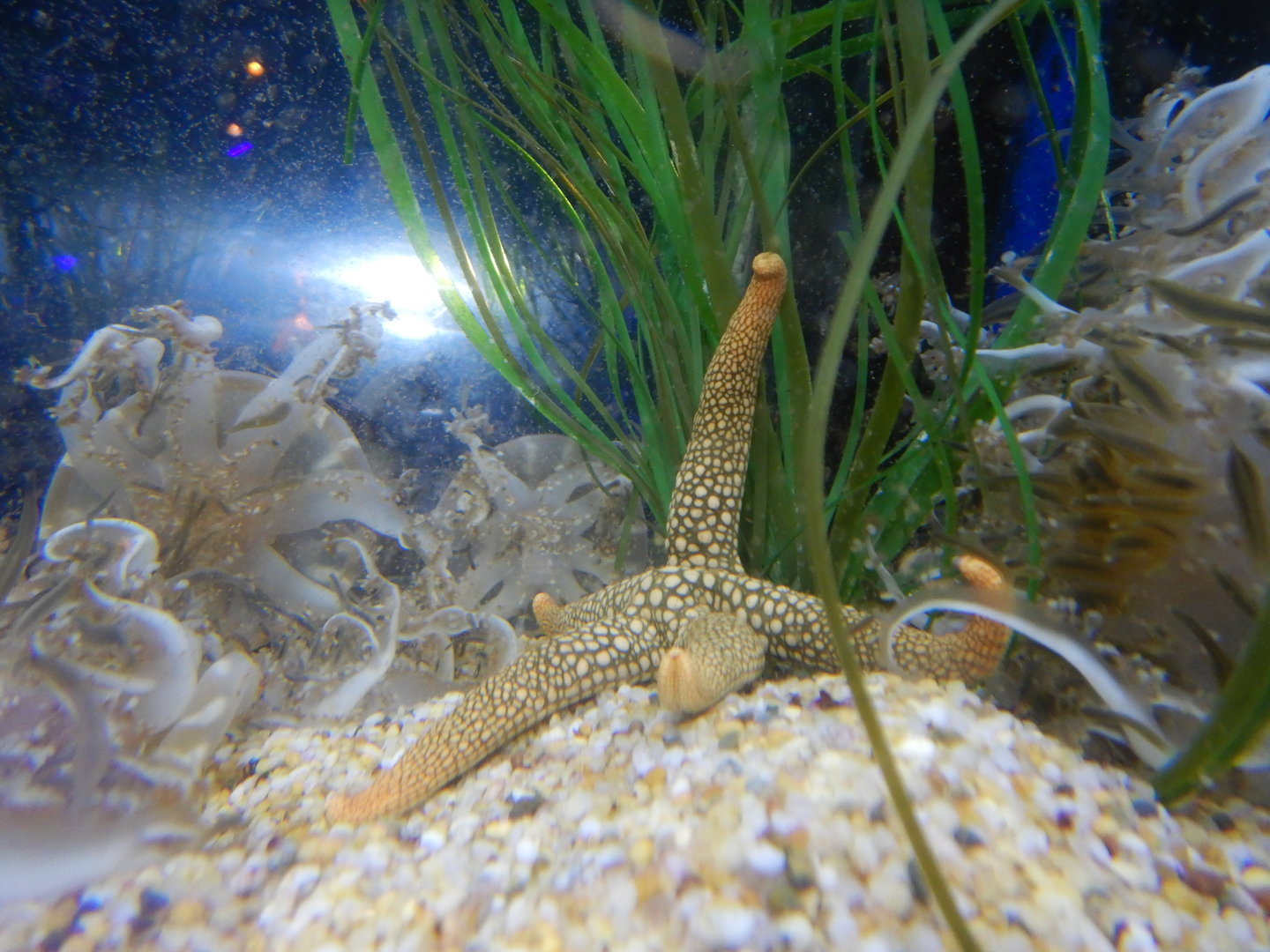 Nardoa novaecaledoniae