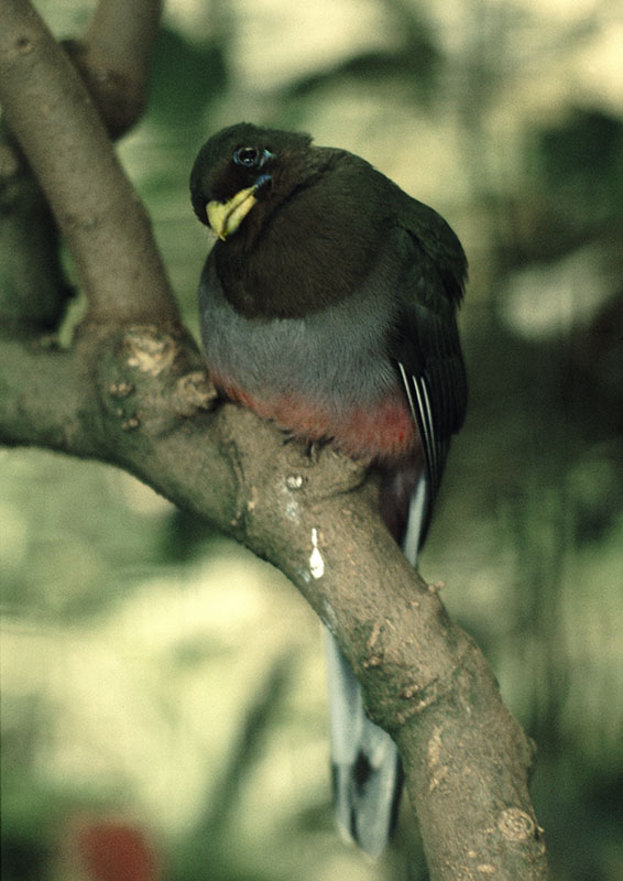 Narina's trogon at the original Birdland 1973