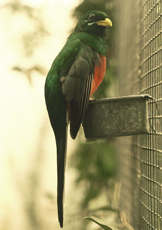 Narina's trogon at the original Birdland 1973