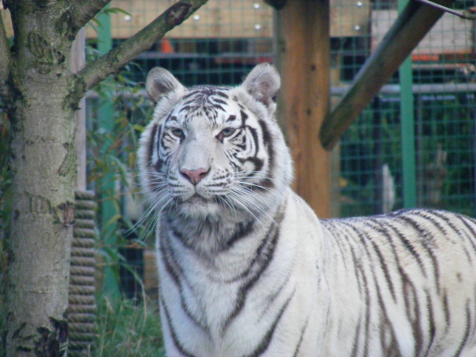 Narnia the white Bengal tiger at Paradise Wildlife Park, 22 November 2009