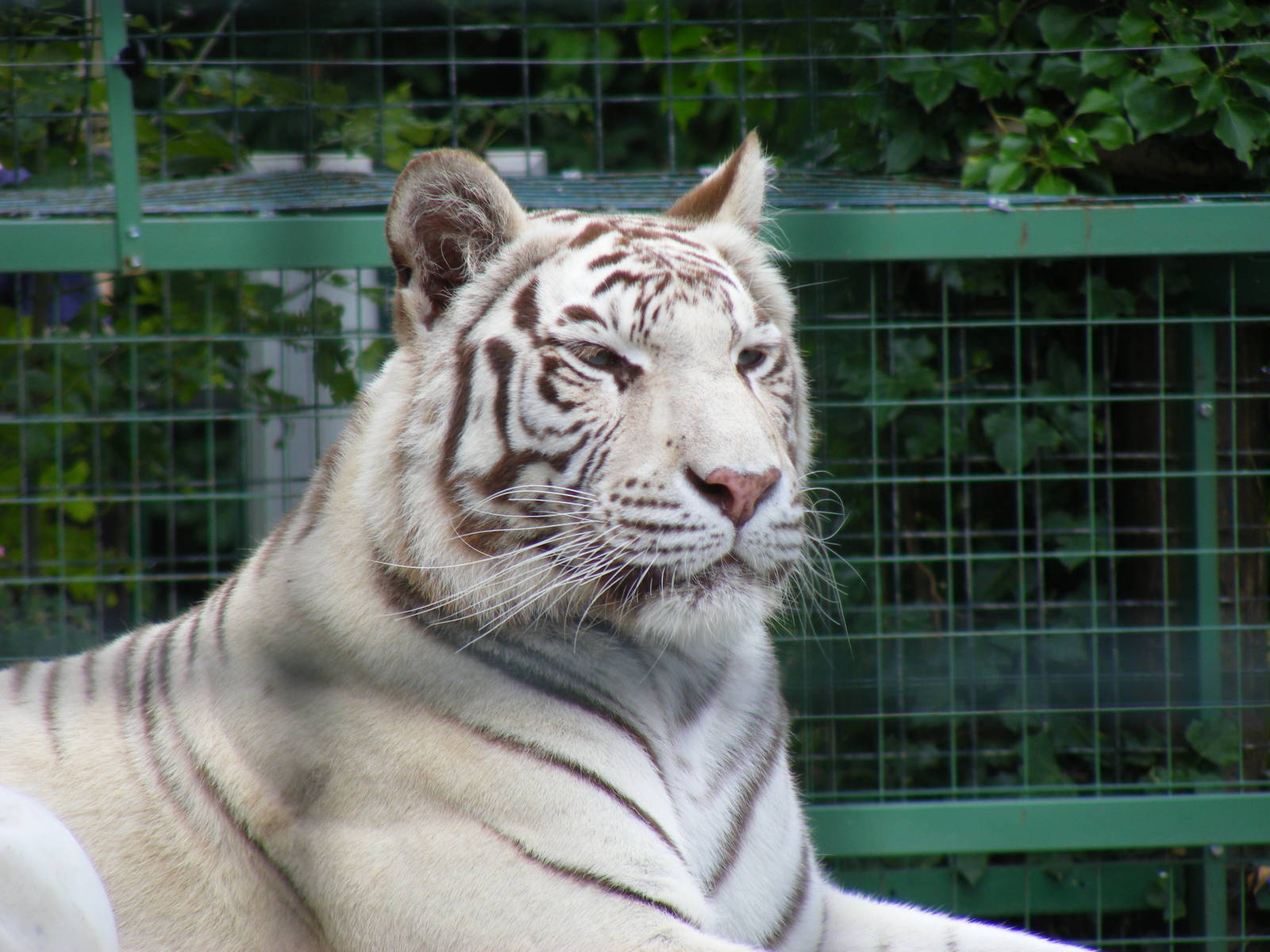 Narnia the white Bengal tiger at Paradise Wildlife Park, 5 September 2010