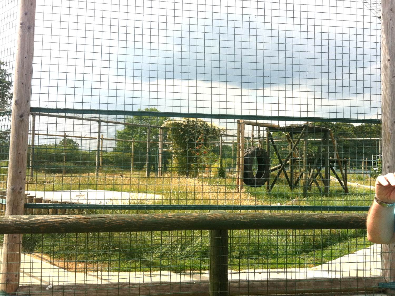 Narnia the White TIger (3rd July 2011)