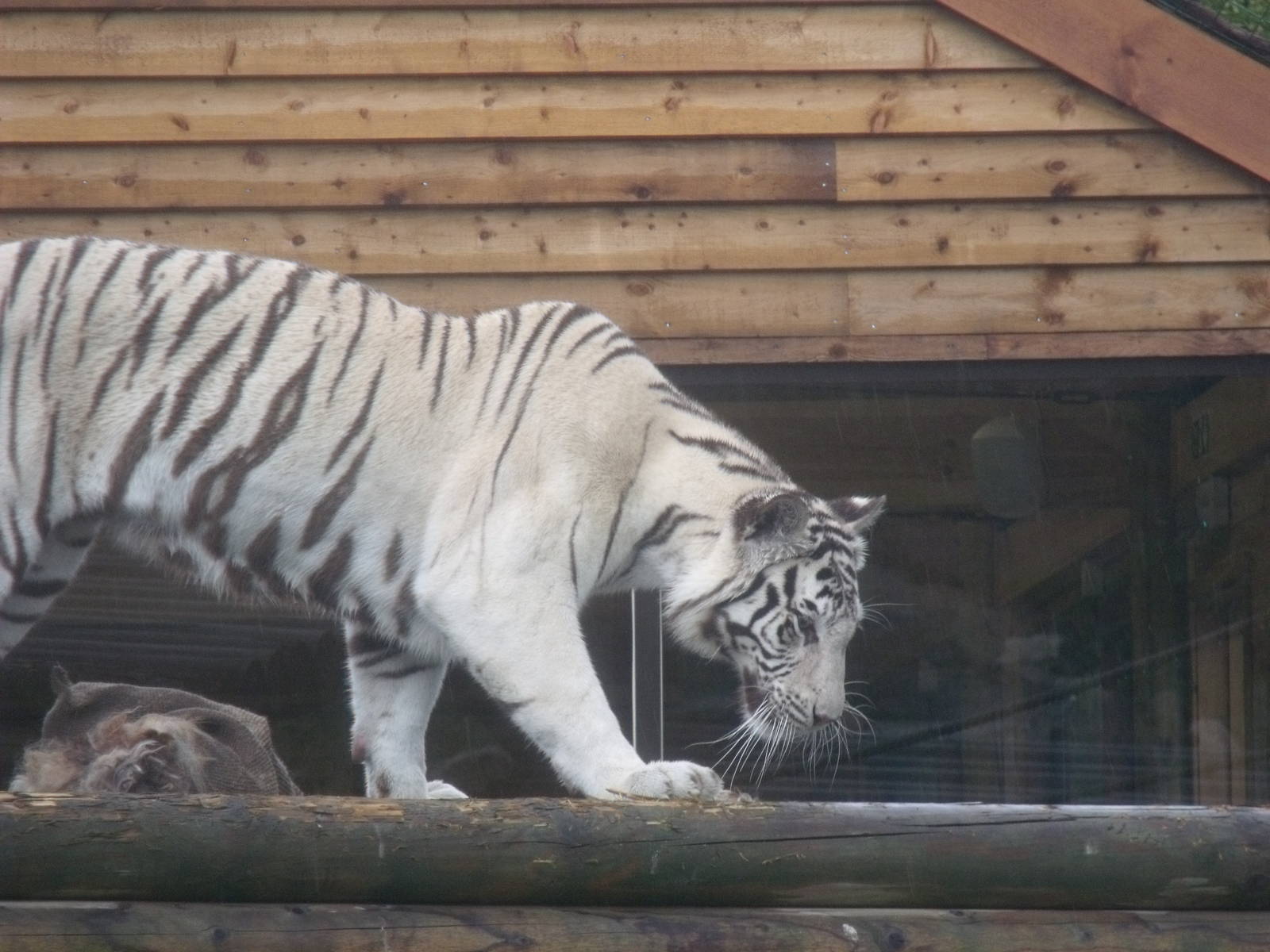Narnia the White Tiger