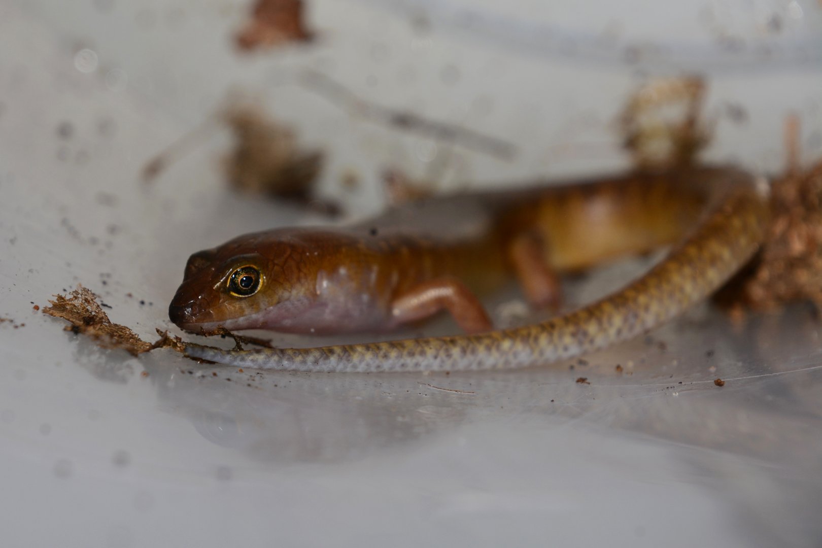 Narrow-banded kanaky skink (Kanakysaurus viviparus)