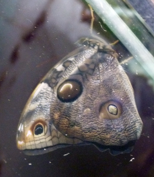 Narrow-banded owl butterfly (Opsiphanes tamarindi)