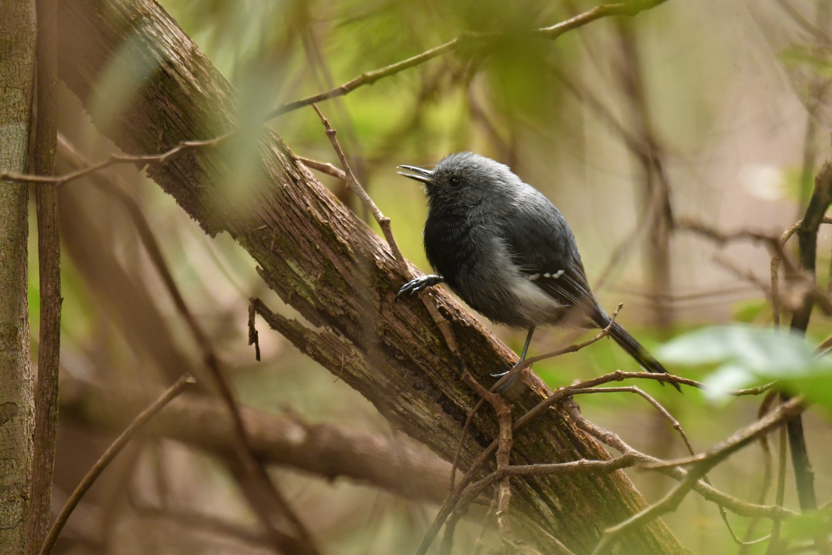 Narrow-billed Antwren Formicivora iheringi