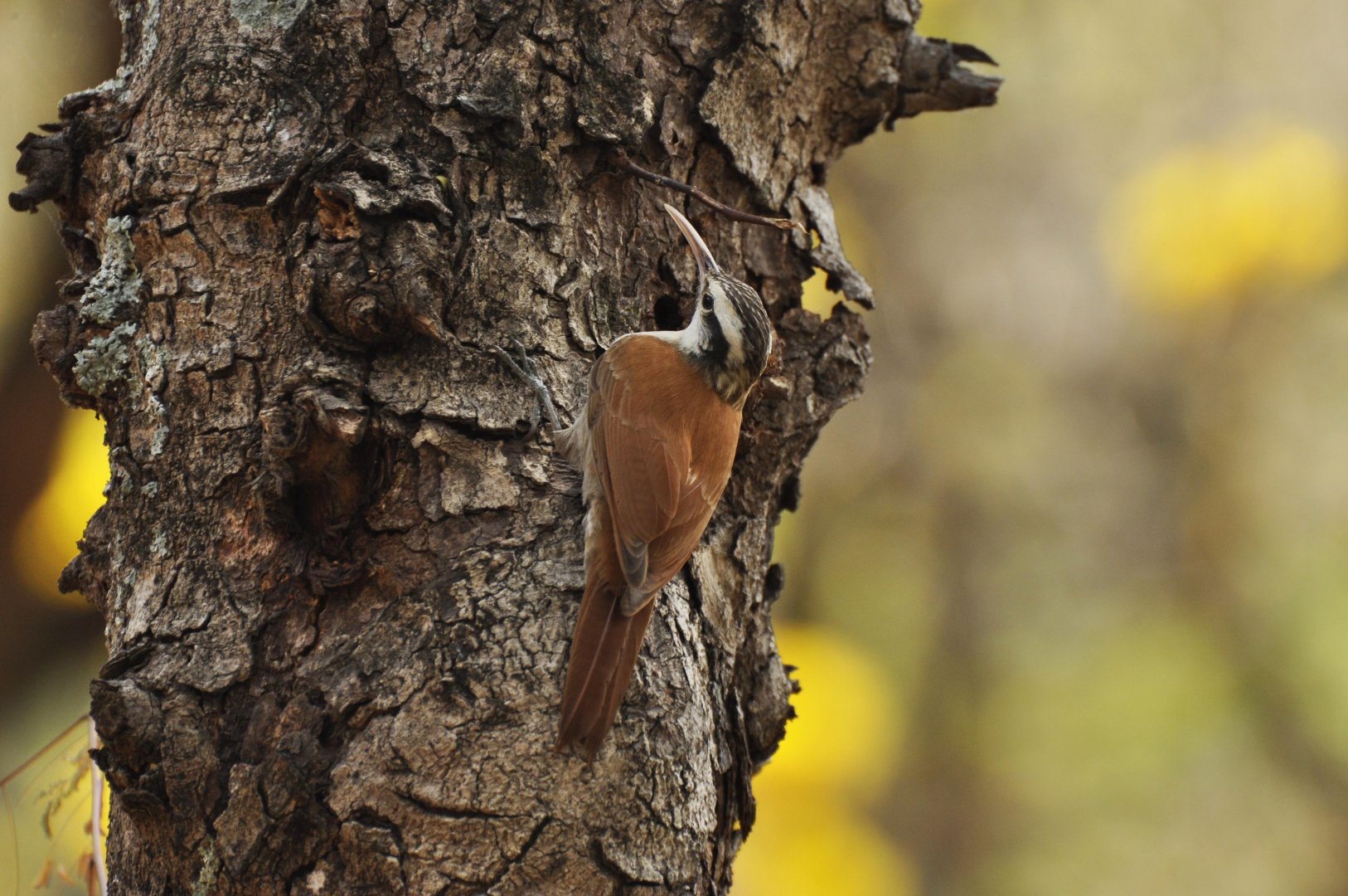 Narrow-billed Woodcreeper (Lepidocolaptes angustirostris)