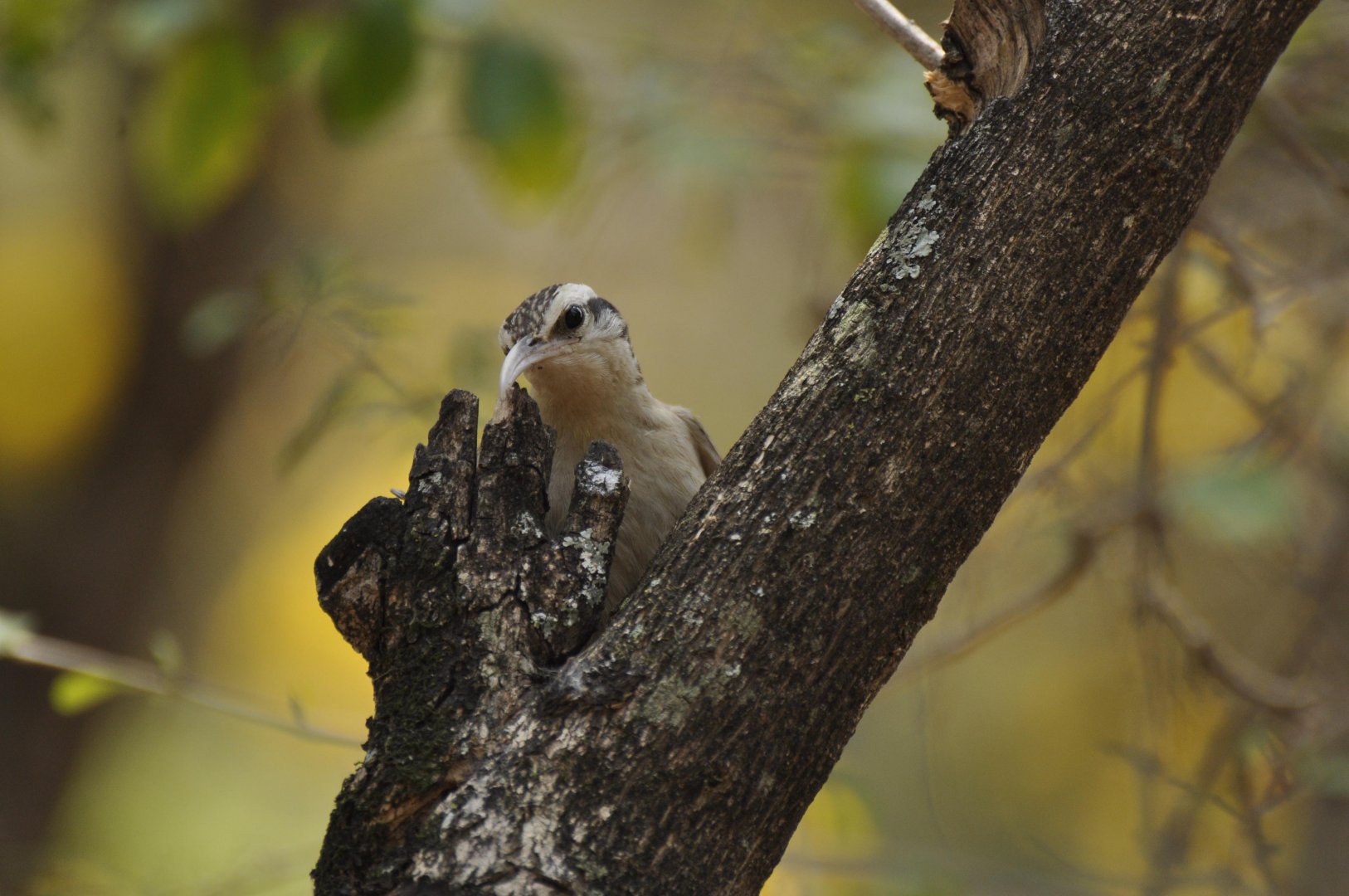 Narrow-billed Woodcreeper (Lepidocolaptes angustirostris)