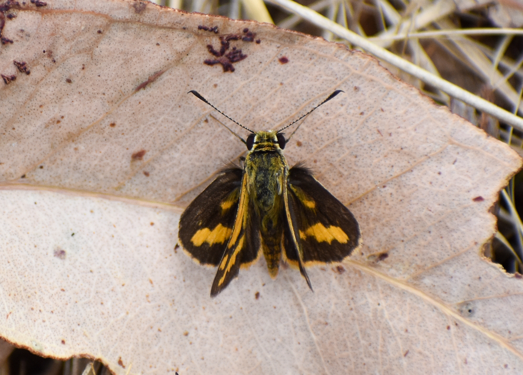 Narrow-brand Grass-Dart, Ocybadistes flavovittatus