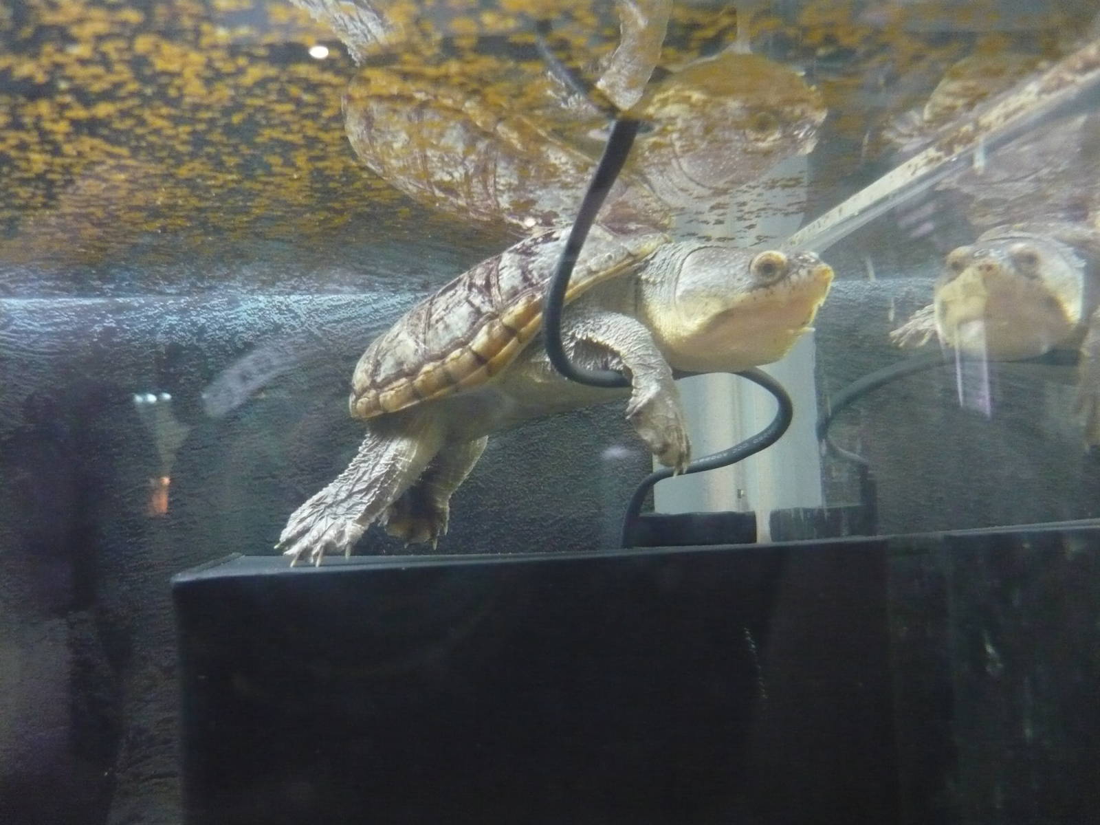 Narrow-bridged musk turtle (Claudius angustatus)