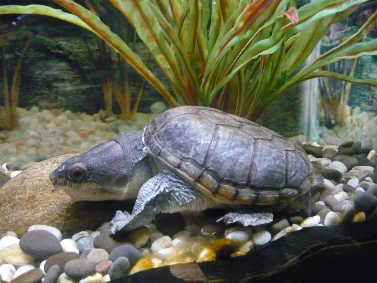 Narrow-bridged musk turtle (Claudius angustatus)