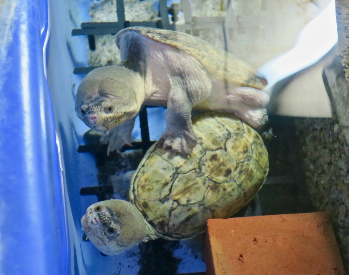 Narrow-Bridged Musk Turtle (Claudius angustatus)