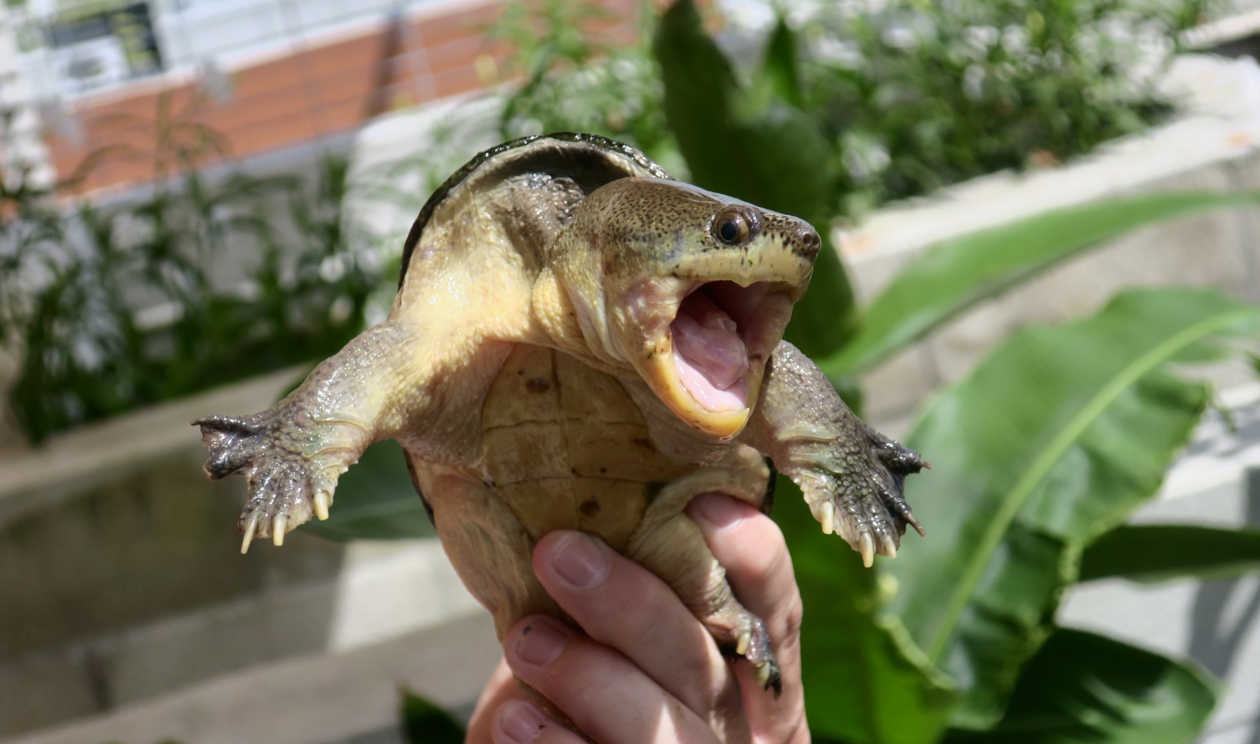 Narrow-Bridged Musk Turtle (Claudius angustatus)