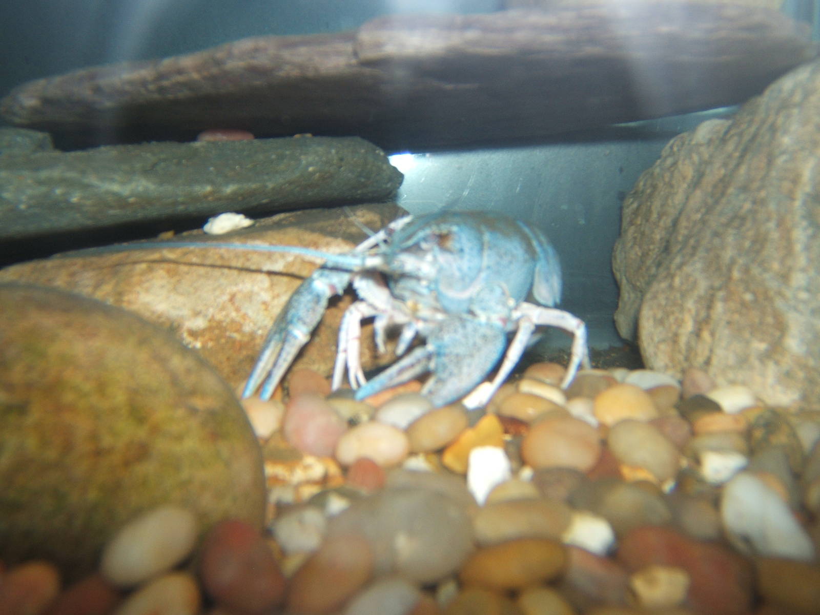Narrow-clawed Crayfish