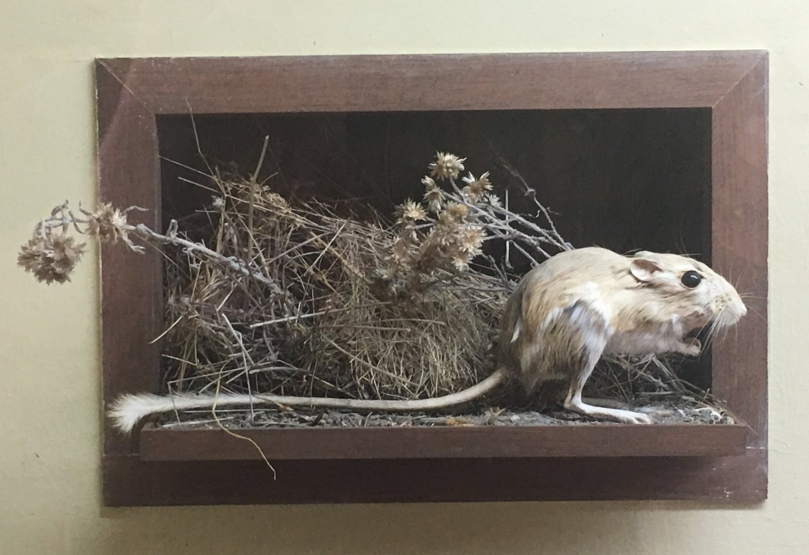 Narrow-faced kangaroo rat (Dipodomys venustus santiluciae)
