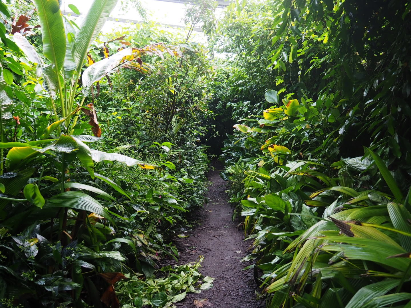 Narrow forest pathway in the Bush (Sep 16th, 2018)