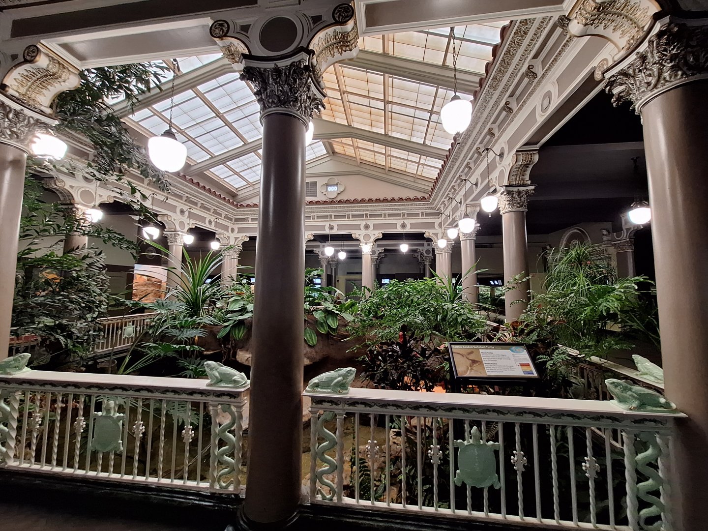 Narrow headed softshell turtle enclosure- Atrium