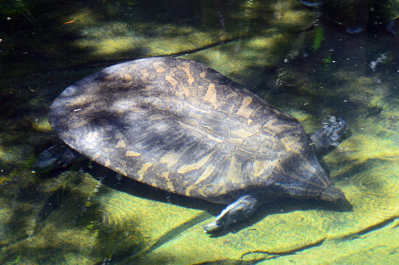 Narrow-Headed Softshell Turtle