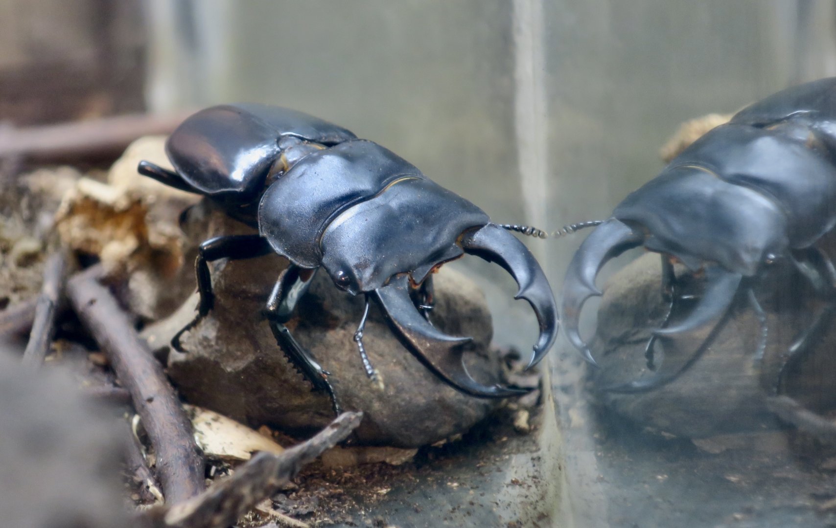 Narrow-Jawed Stag Beetle (Dorcus schlenklingi)