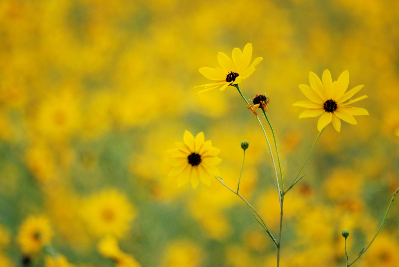 Narrow-leaved Sunflowers, Corkscrew Swamp Sanctuary, October 2013