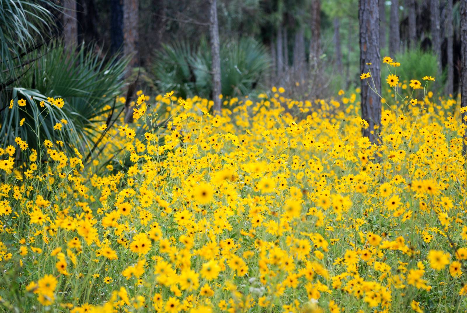 Narrow-leaved Sunflowers, Corkscrew Swamp Sanctuary, October 2013