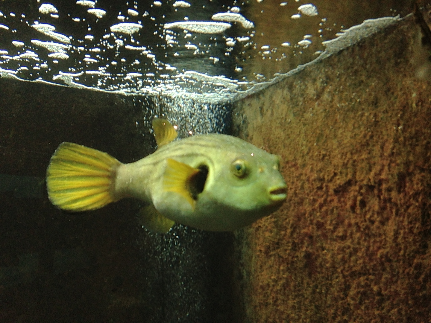 Narrow-lined Puffer - Neptune's Reefworld 2013