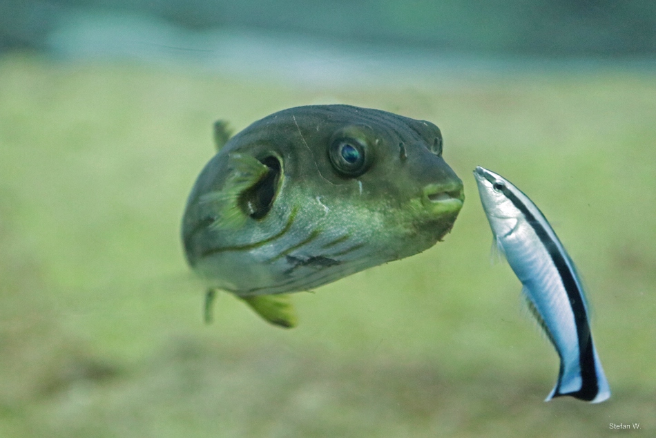 Narrow-lined pufferfish (Arothron manilensis)