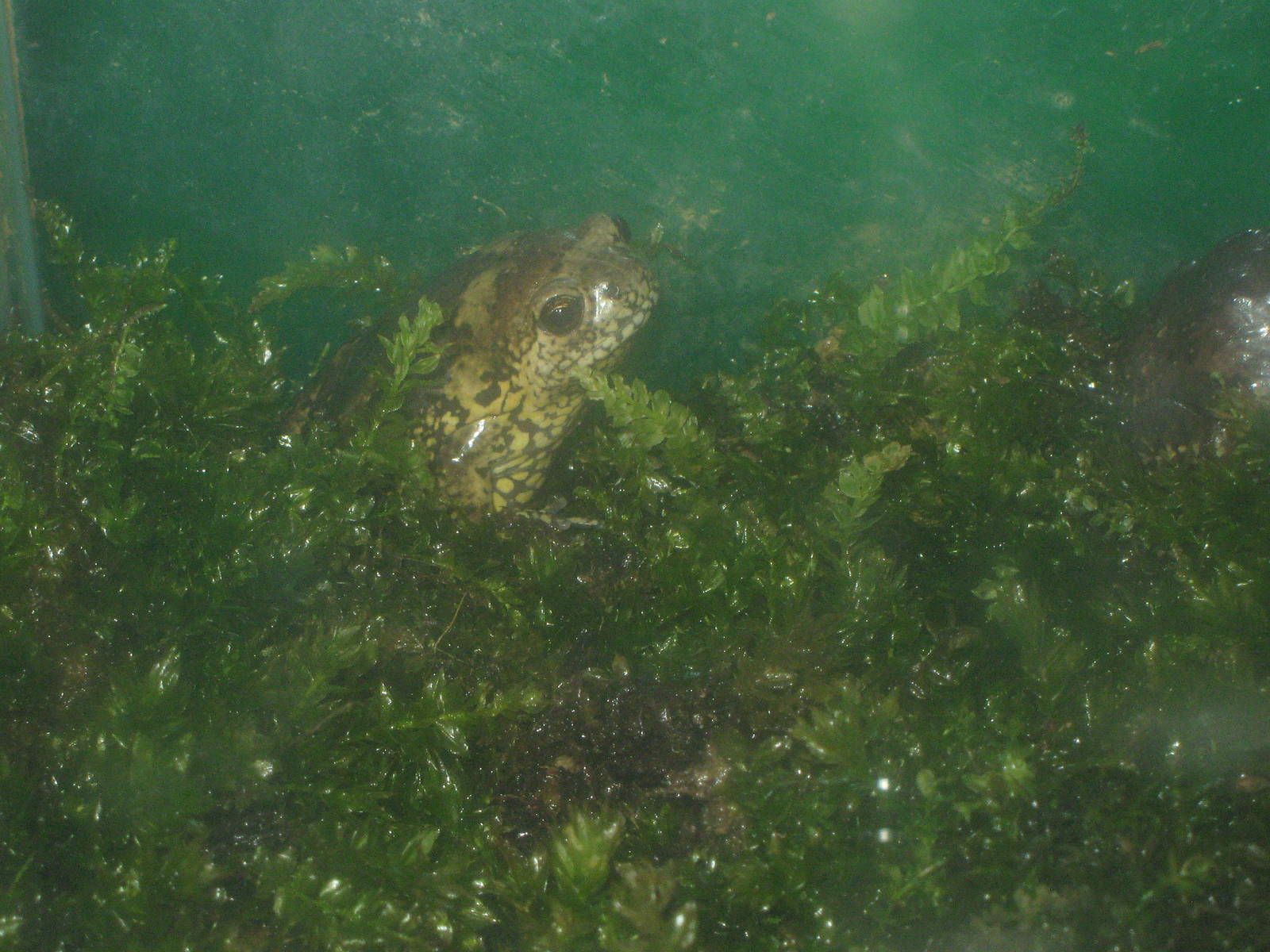 narrow-mouthed toad (Kaloula borealis)