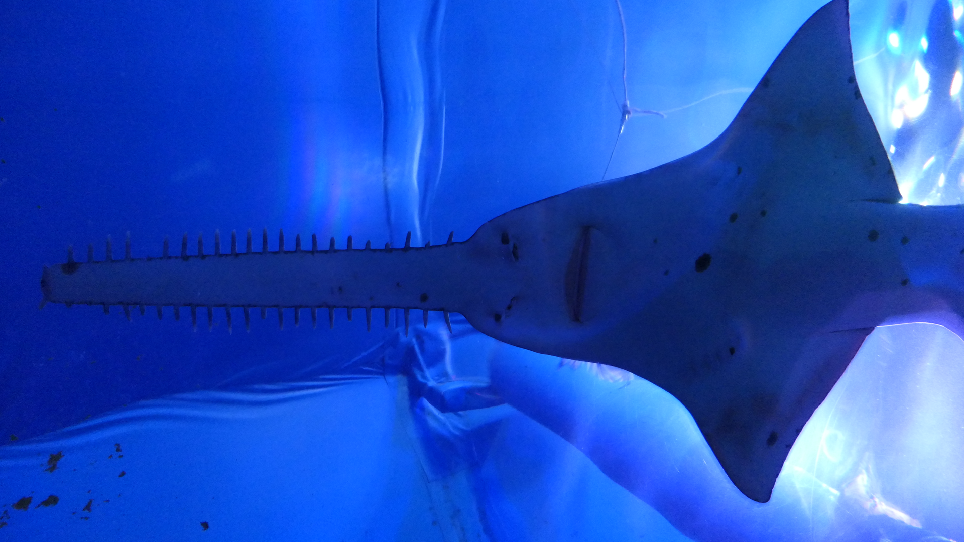 Narrow Sawfish