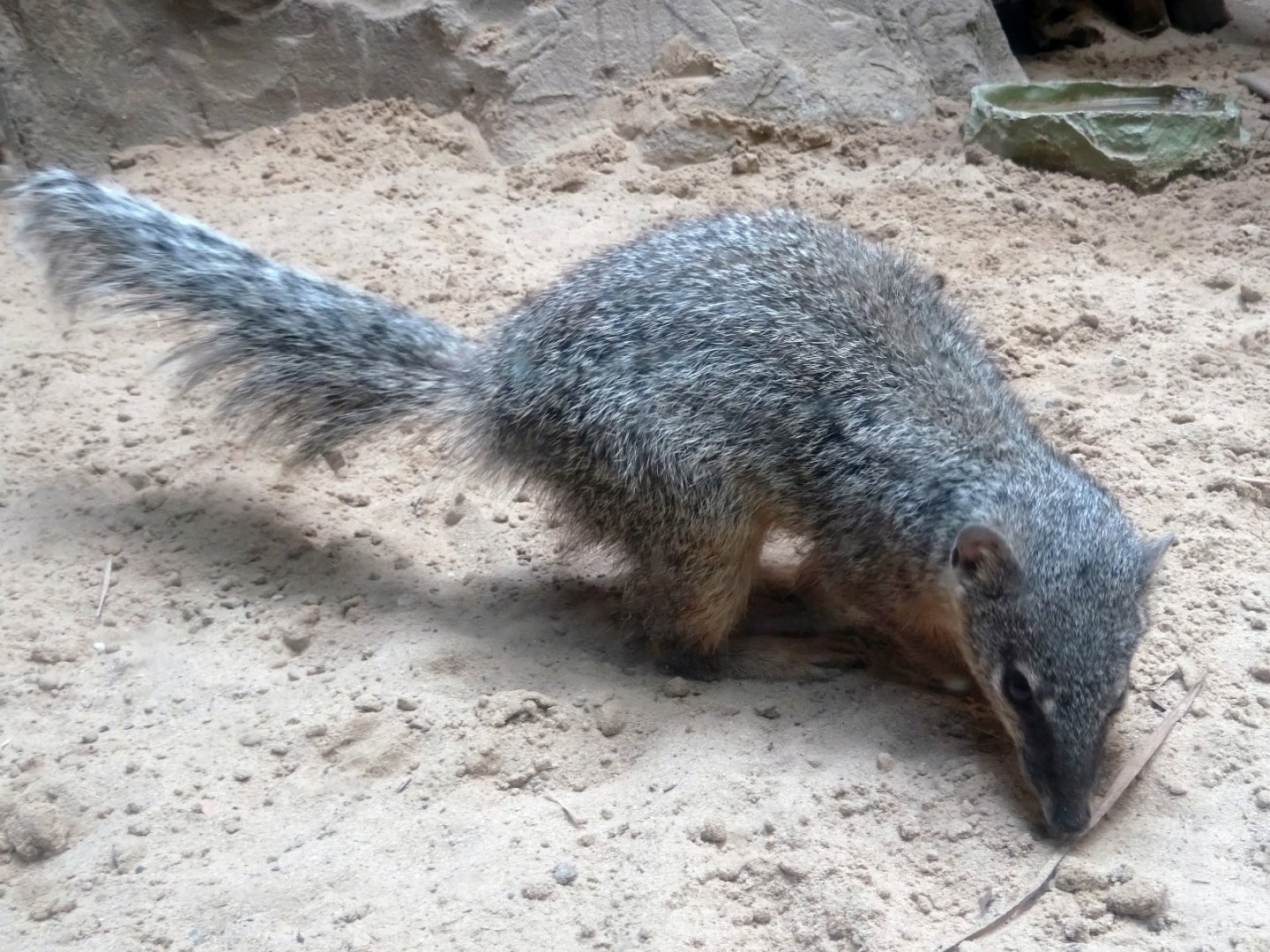 Narrow-Striped Bokiboky