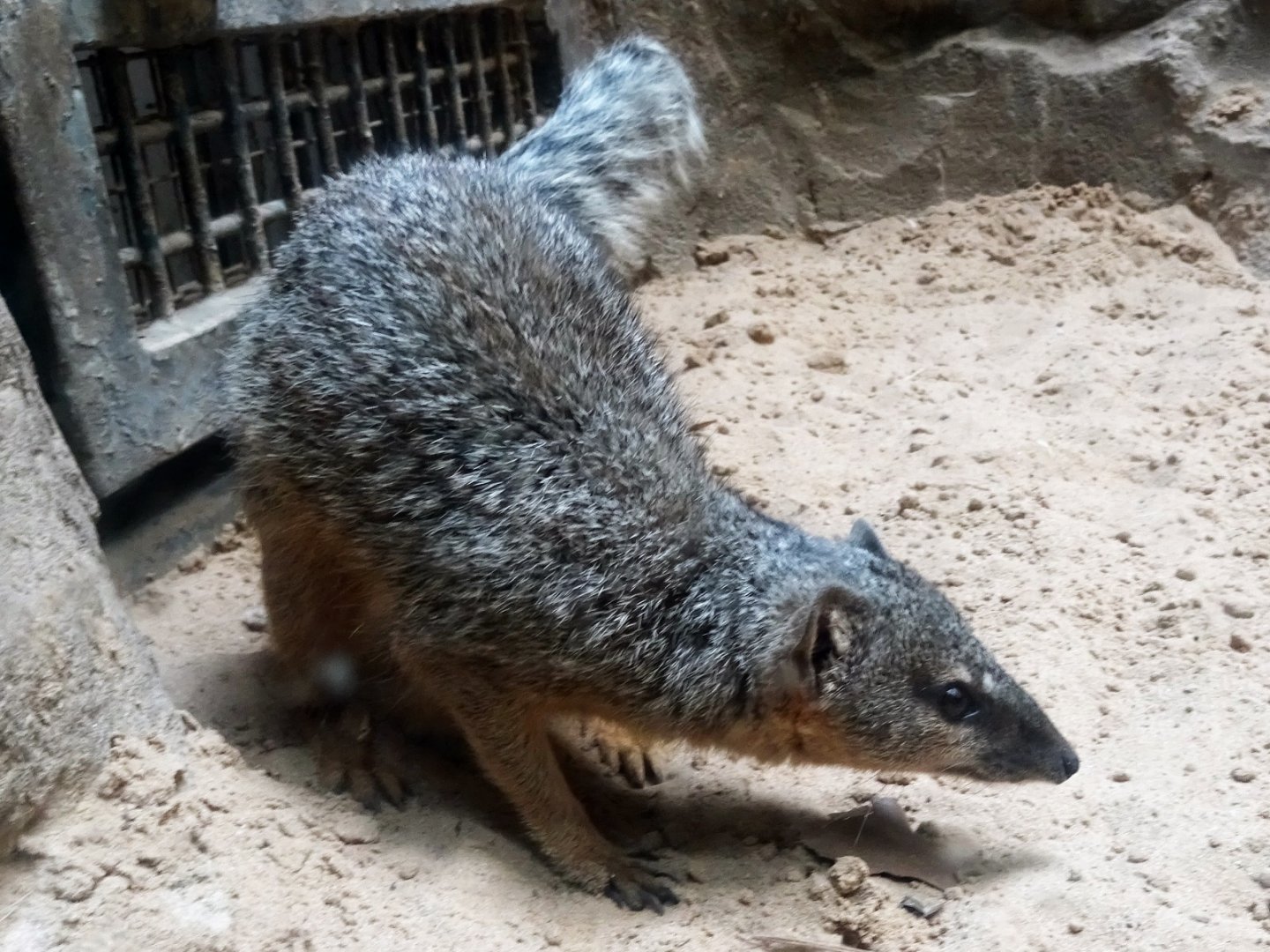 Narrow-Striped Bokiboky