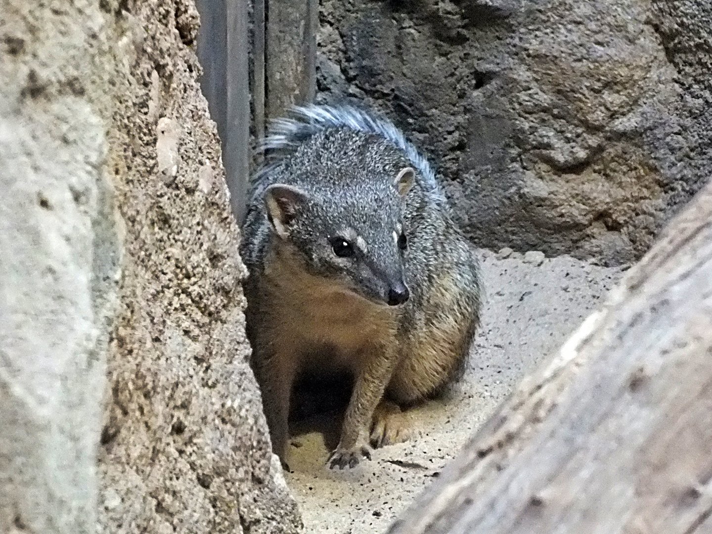 Narrow-striped boky-boky