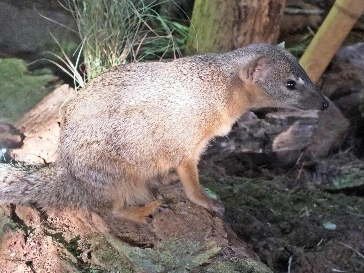 Narrow-striped boky-boky