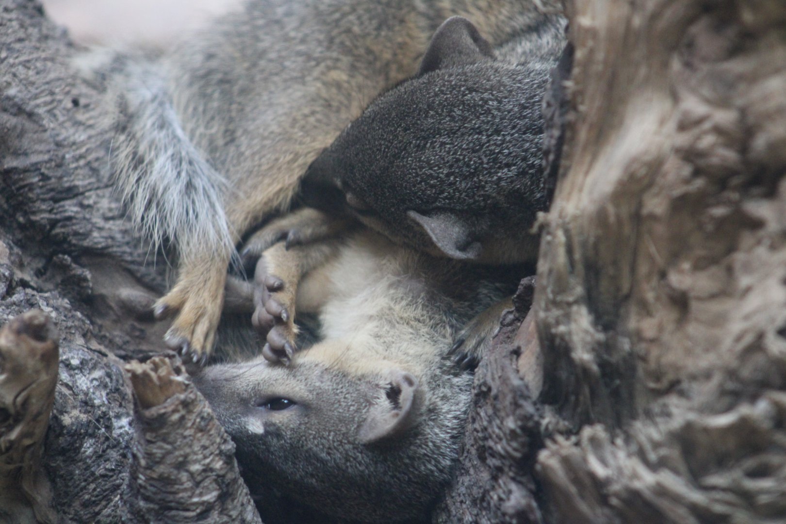 Narrow-striped Boky Boky
