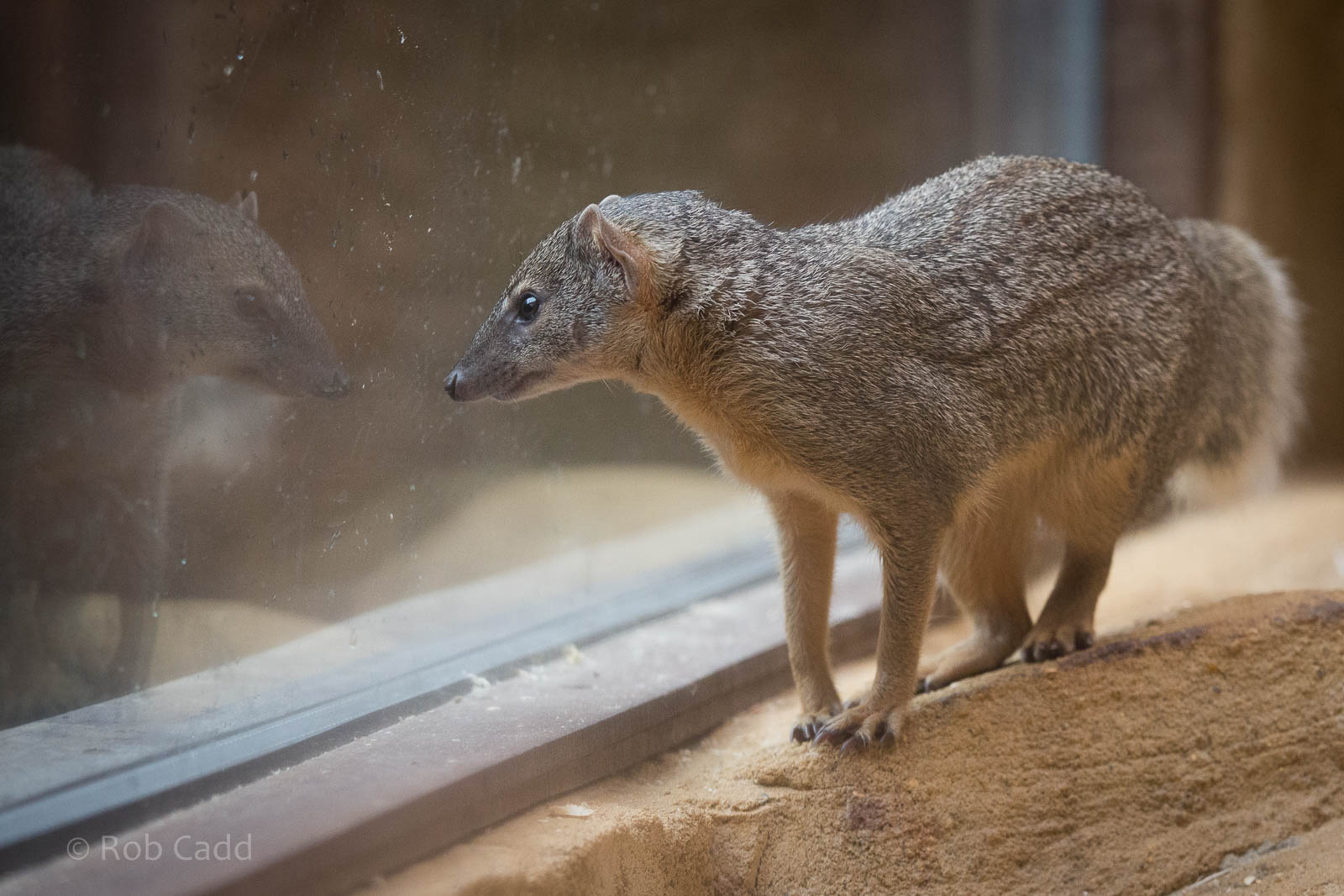 Narrow-striped boky : RSCC : 12 Oct 2014