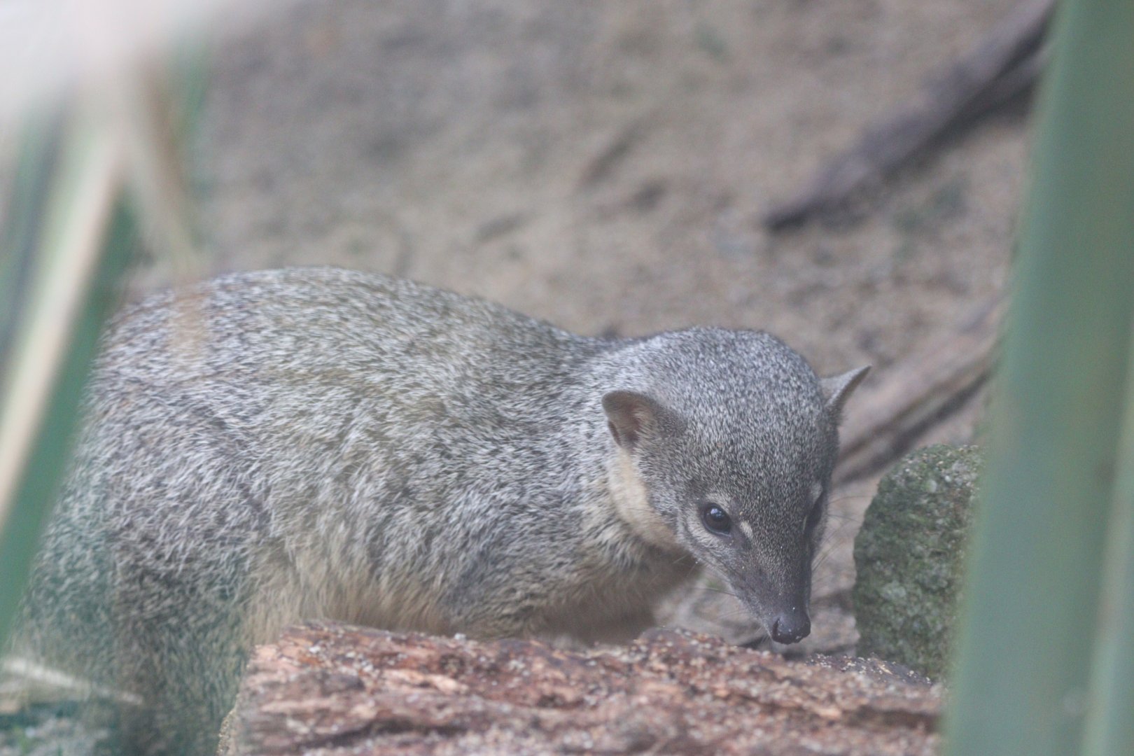Narrow-striped Bokyboky