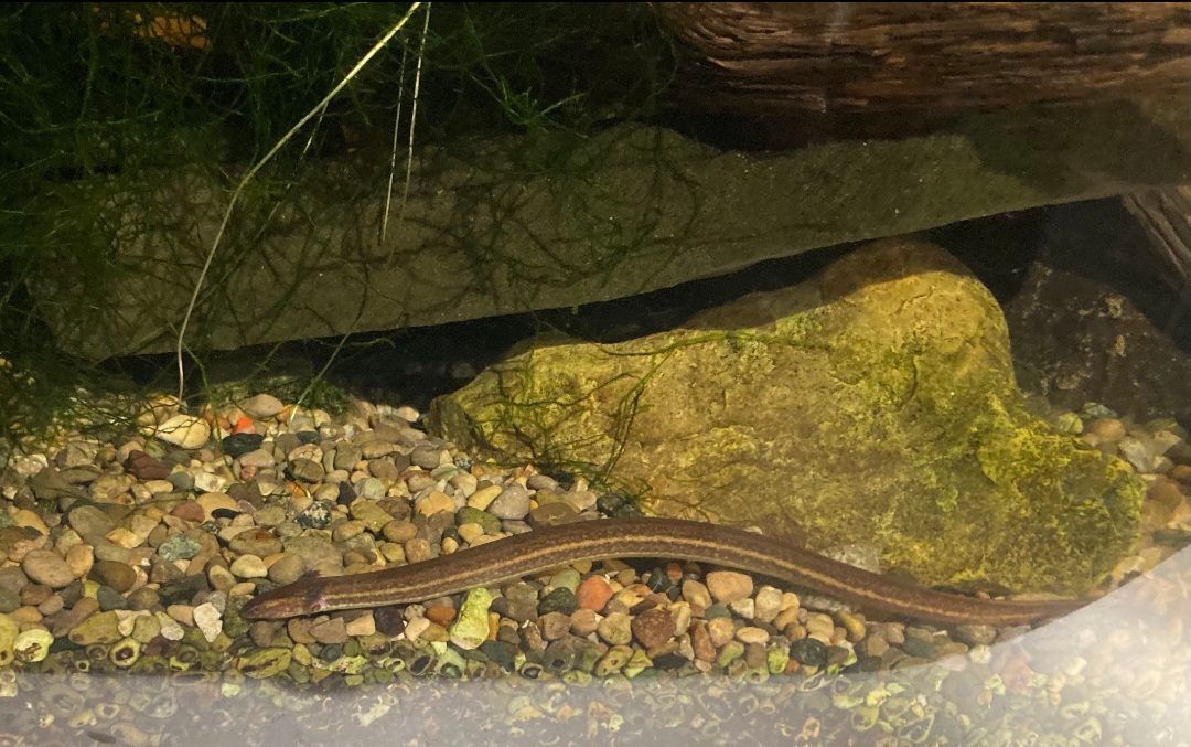 Narrow striped dwarf siren (3/3/24)