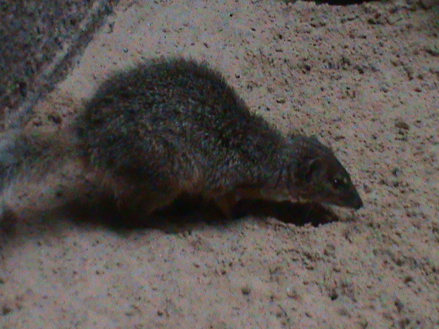 narrow-striped mongoose 030910