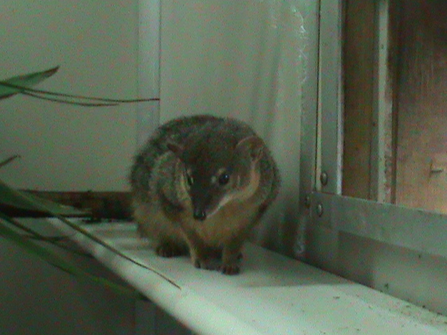 narrow-striped mongoose 060211