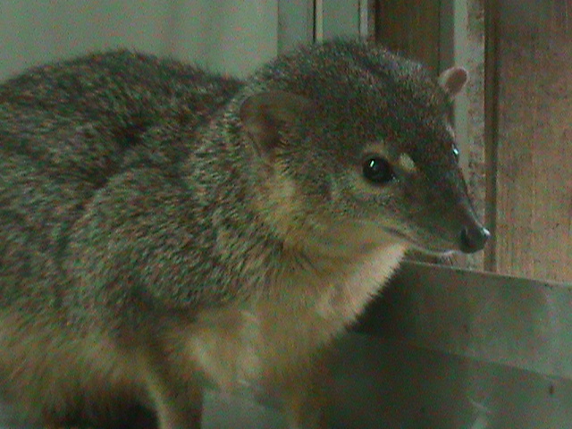 narrow-striped mongoose 060211