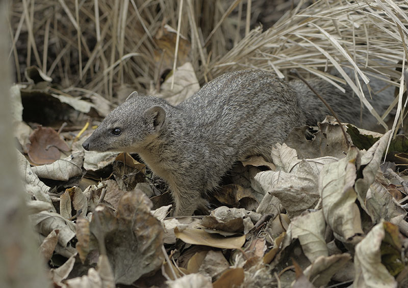 Narrow-striped mongoose (1)