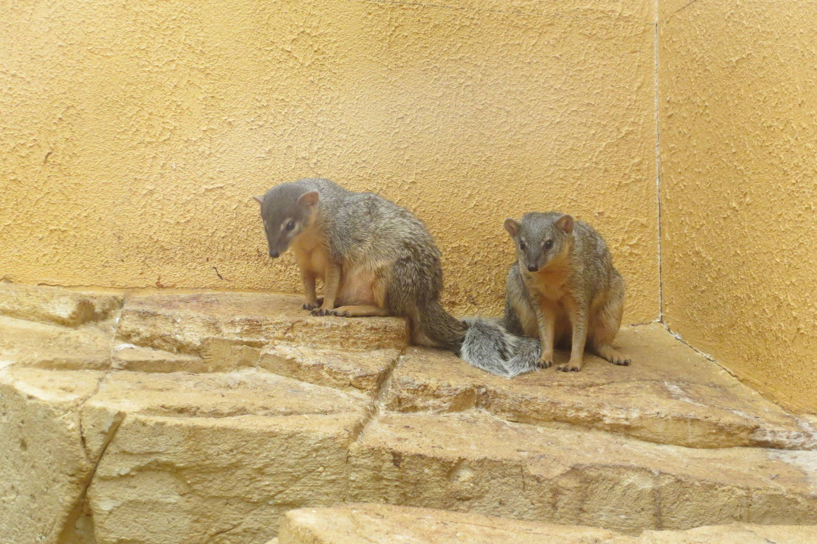 Narrow-striped Mongoose 10/14