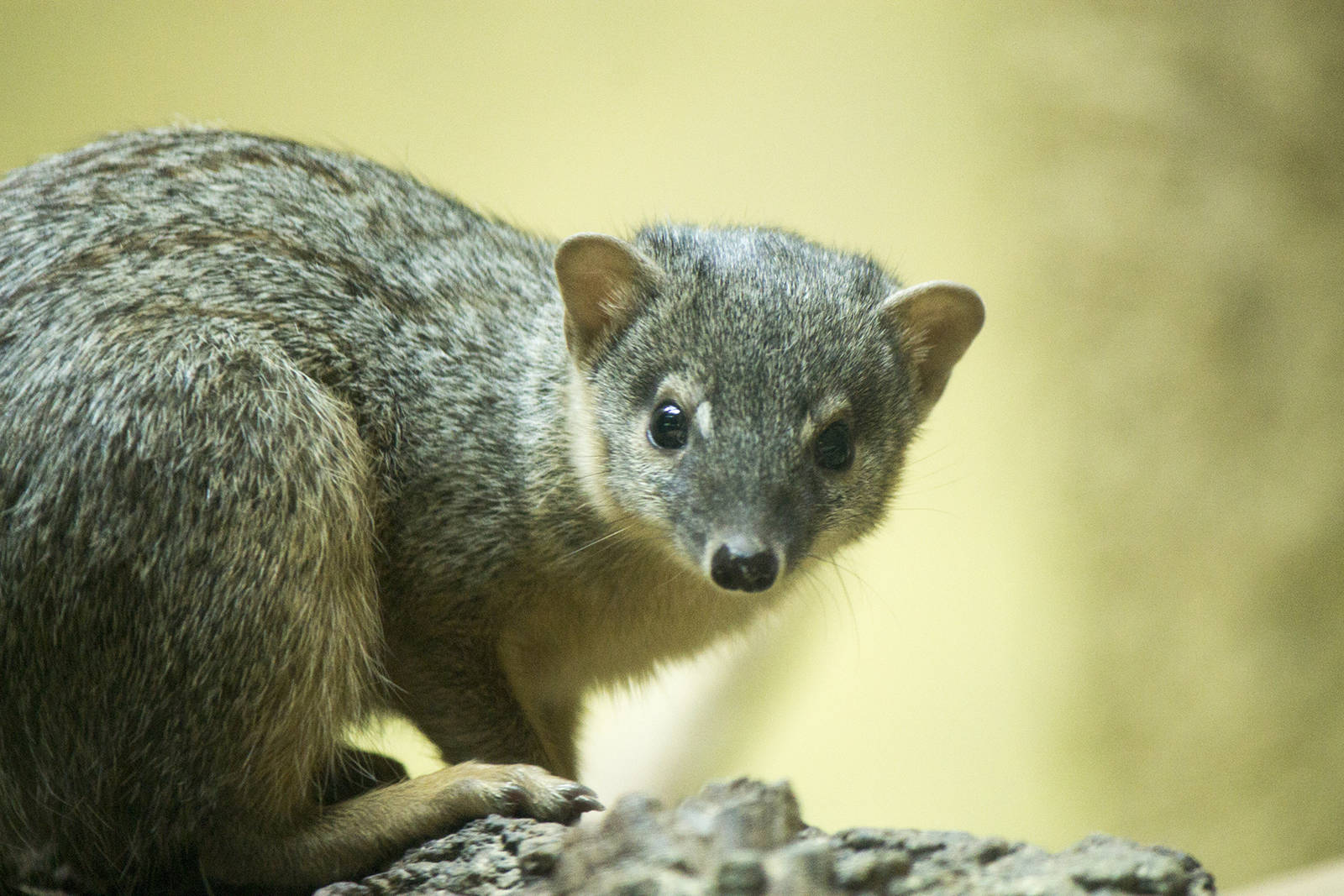 Narrow-striped mongoose, 12/28/14